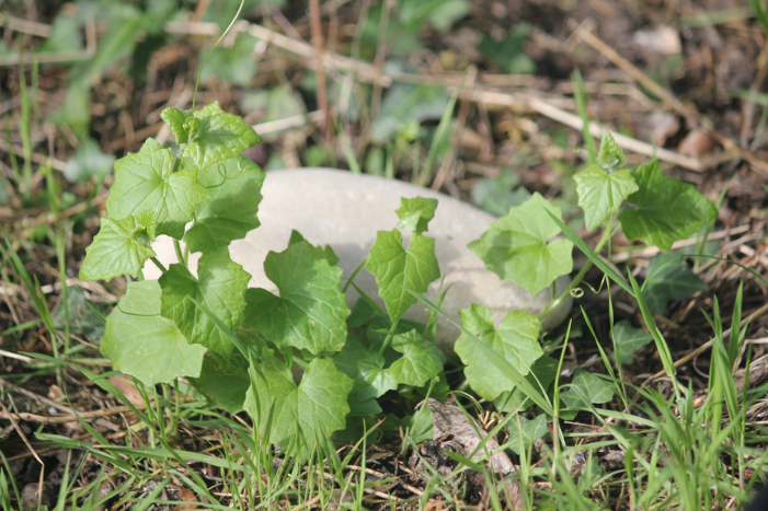 Annexe IMG_8178r.png