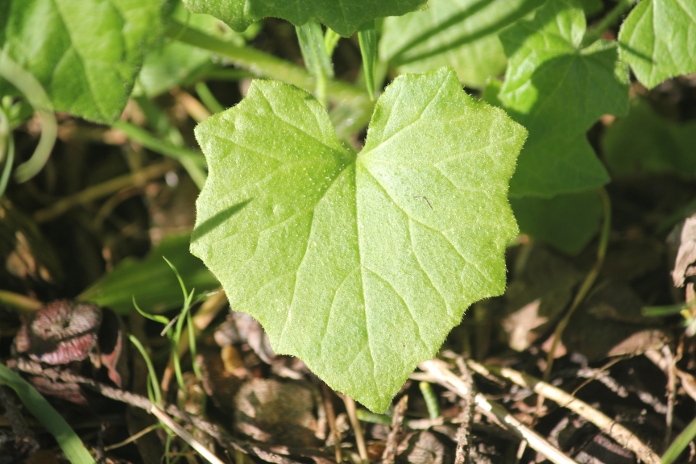 Annexe IMG_8197r.JPG