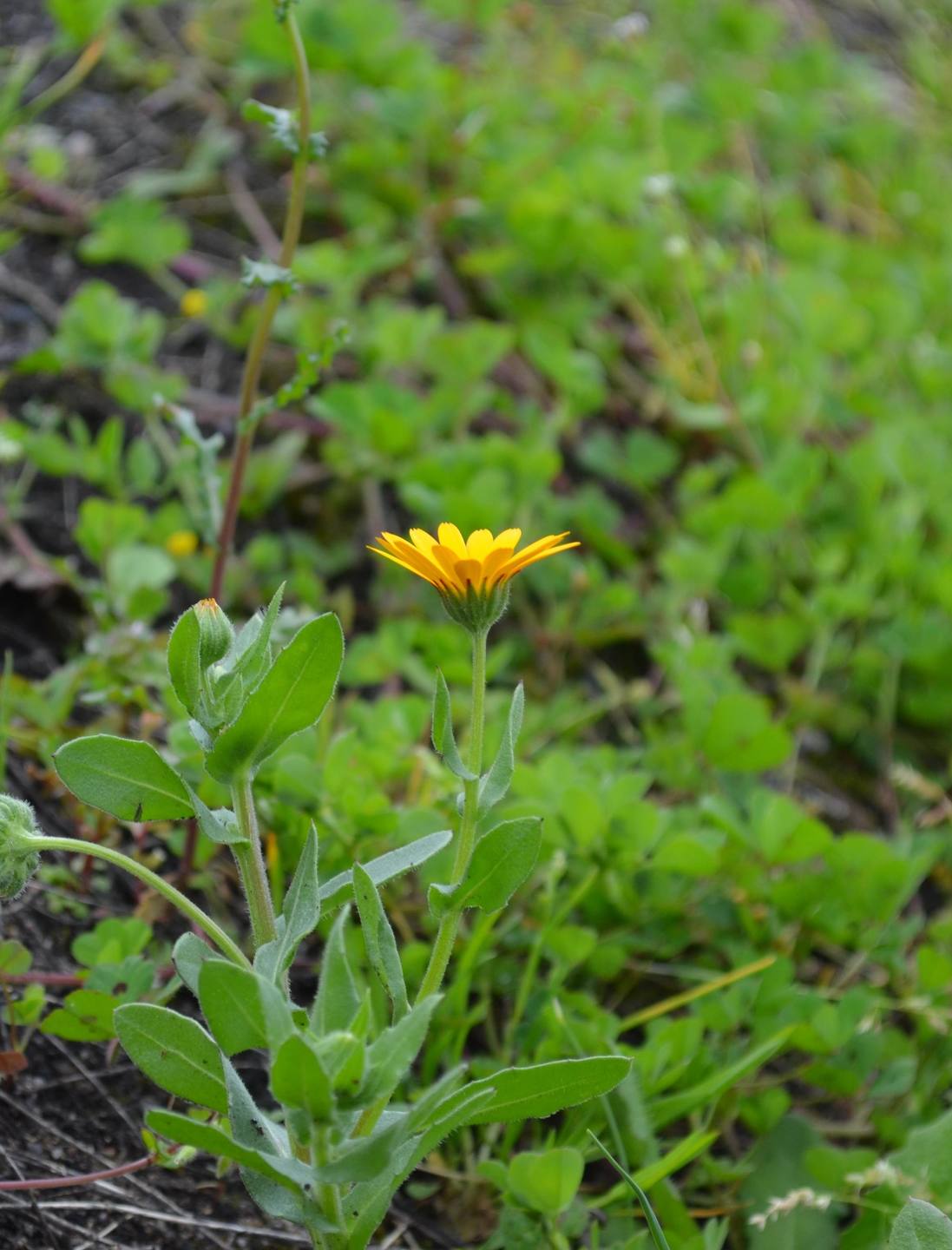 Annexe calendula arvensis coutras 29 03 2018  003.JPG