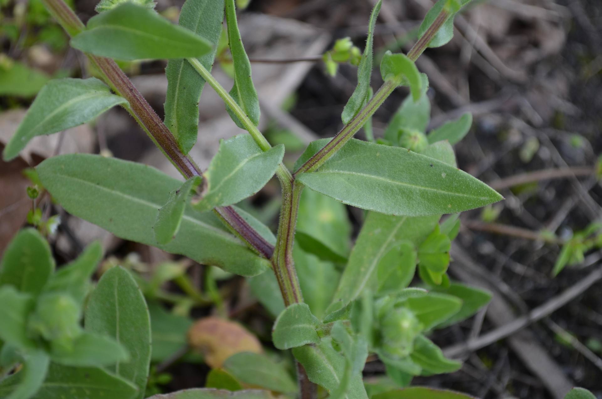 Annexe calendula arvensis coutras 29 03 2018  004.JPG