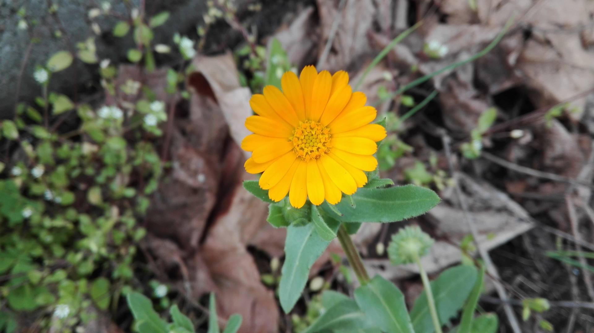 Annexe calendula arvensis coutras 29 03 2018  006.jpg