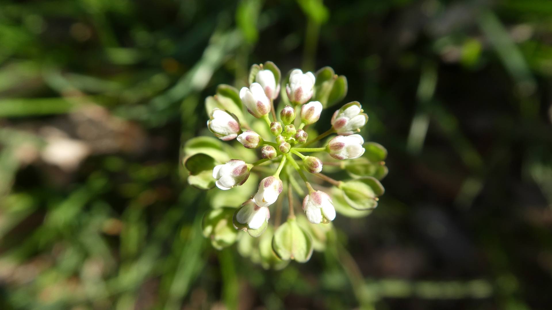 Annexe fleur et fruit.JPG