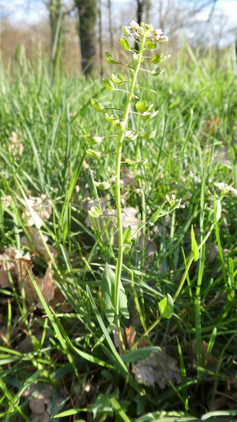 Annexe plante entière 2.jpg