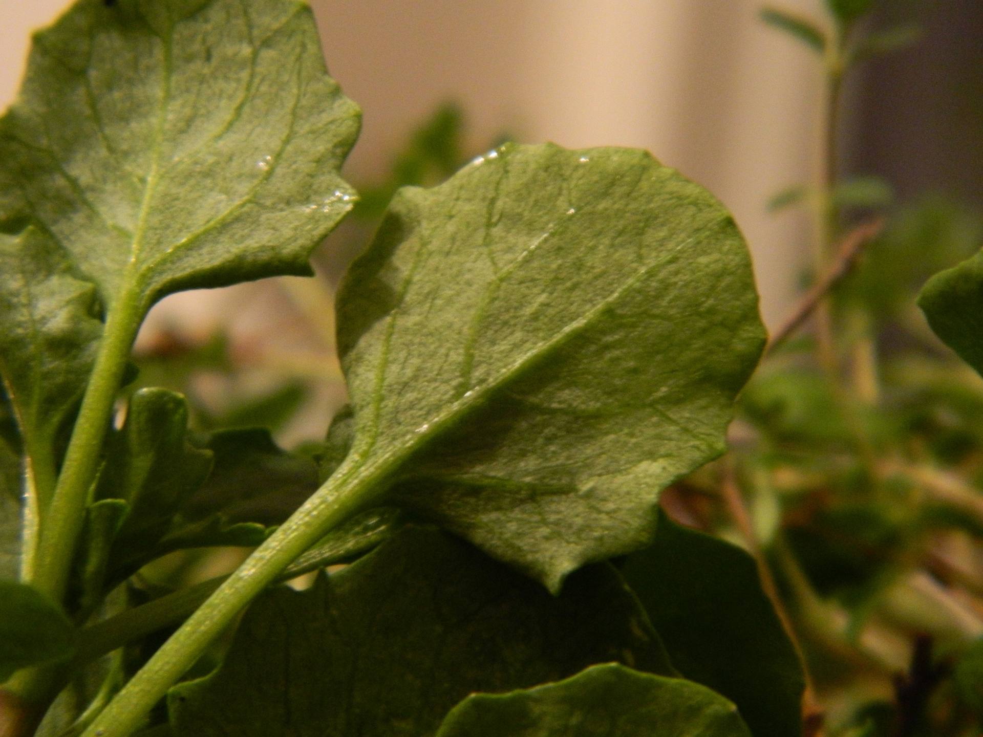 Annexe Feuille dessous.jpg