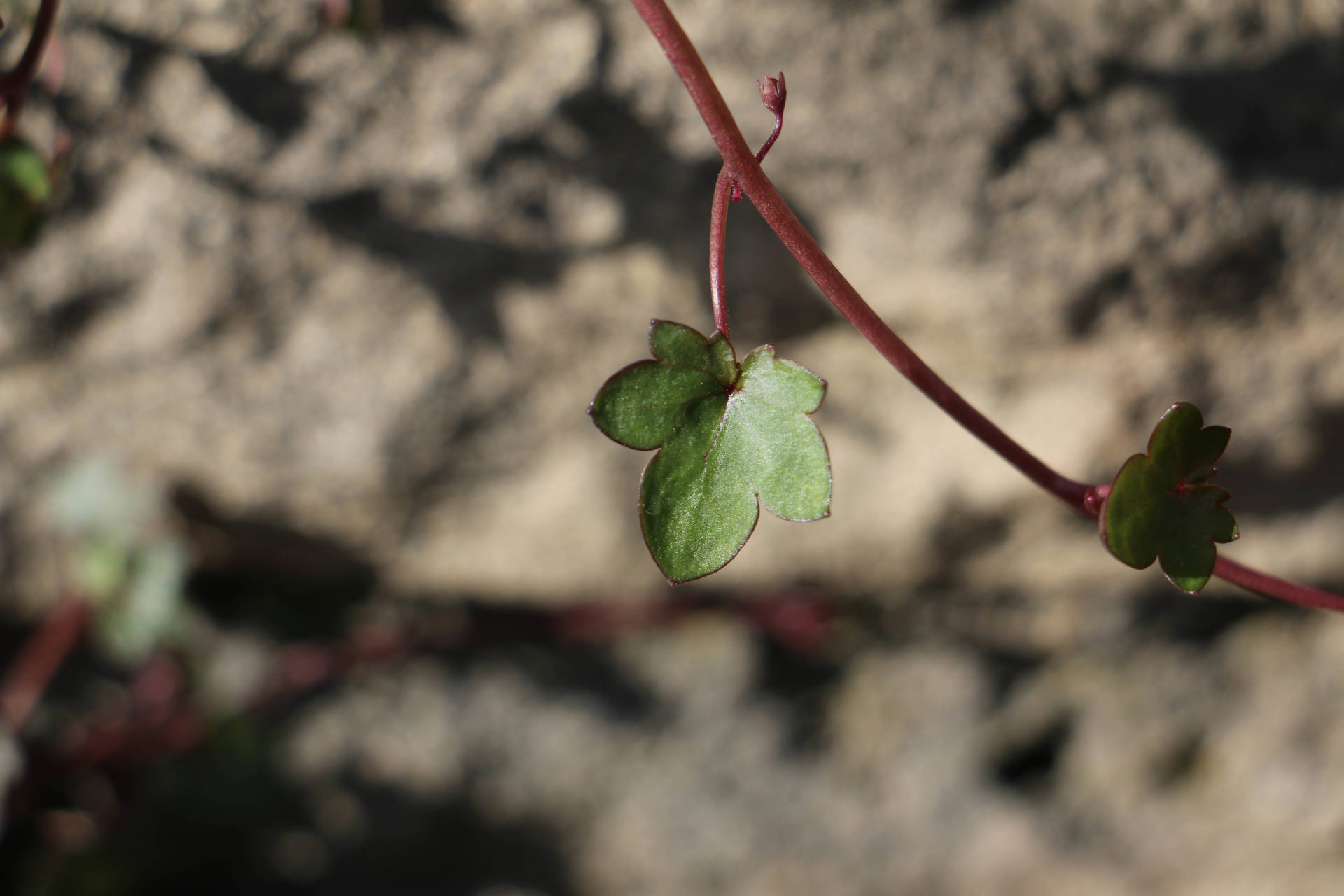 Annexe 2018 pour MOOC botanique 01.jpg