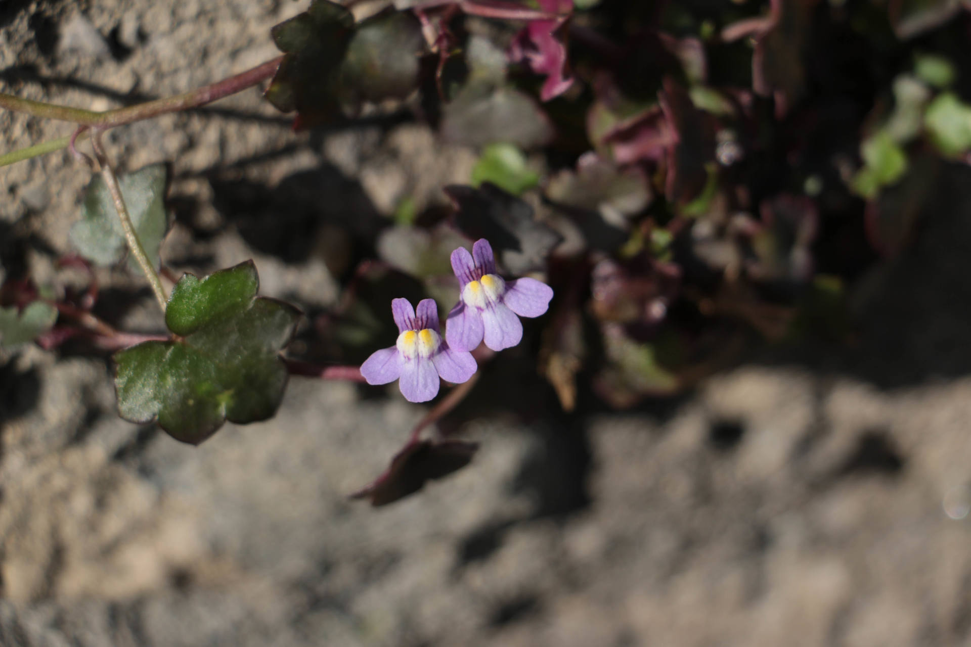 Annexe 2018 pour MOOC botanique 03.jpg