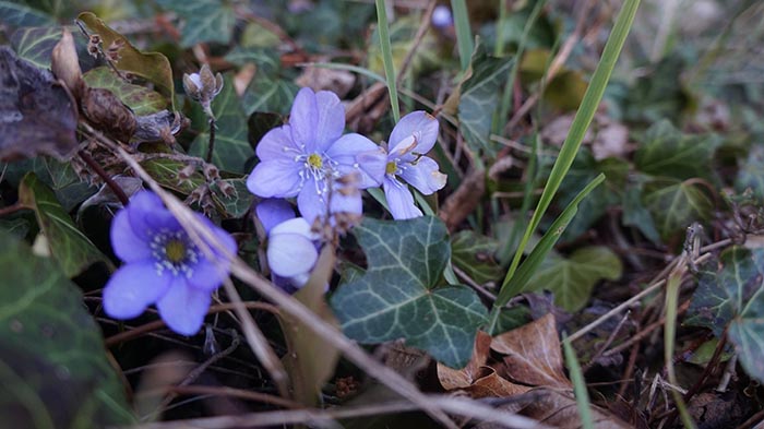 Annexe fleur_violette_dsc09832.JPG