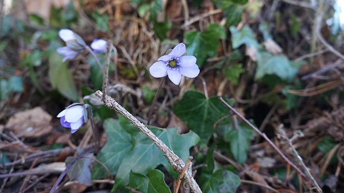 Annexe fleur_violette_dsc09837.JPG