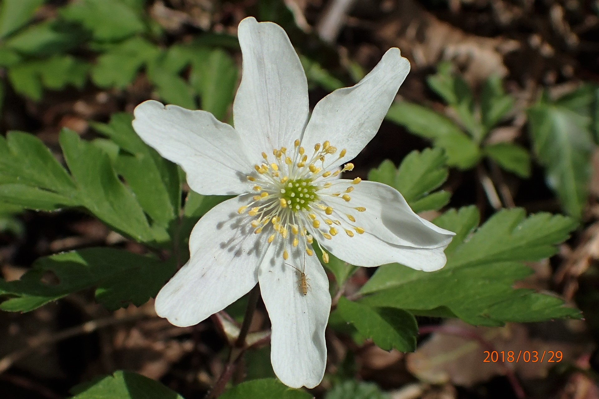 Annexe Anémone sylvie.JPG