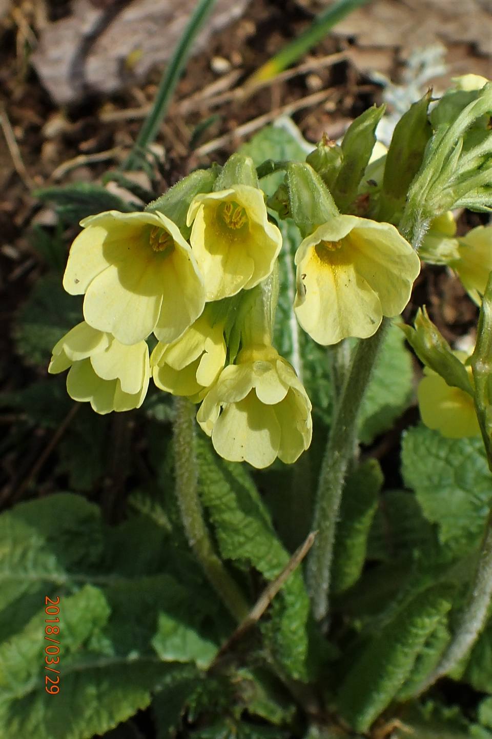 Annexe Primevère élévée.JPG