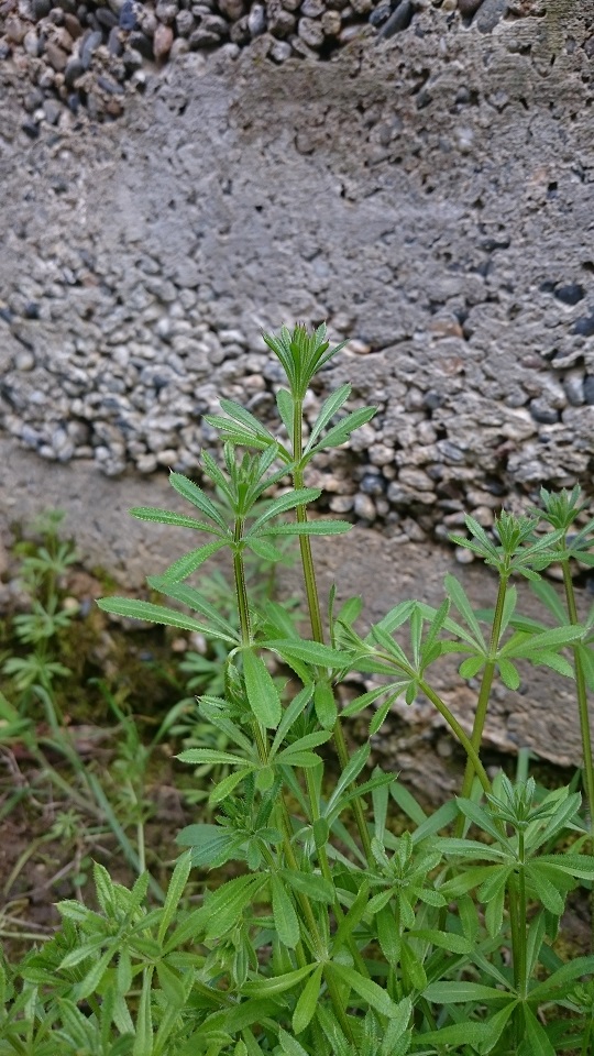 Annexe DSC_0352b.jpg