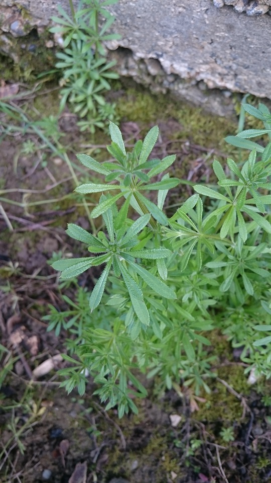 Annexe DSC_0353b.jpg