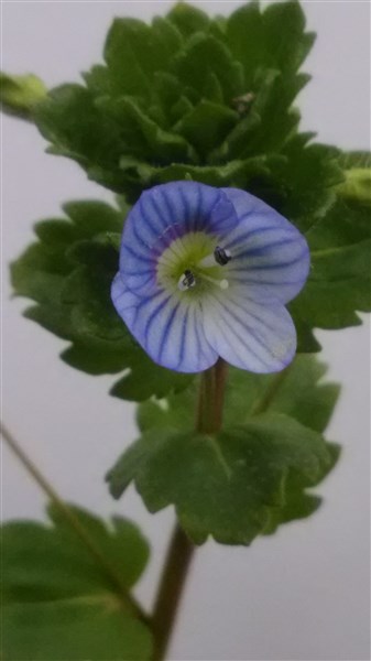 Annexe P_20180329_154051.jpg