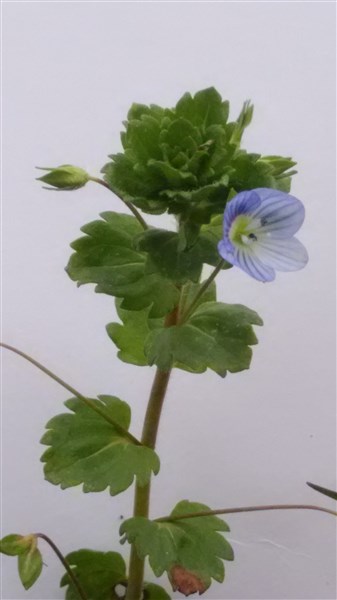 Annexe P_20180329_154104.jpg