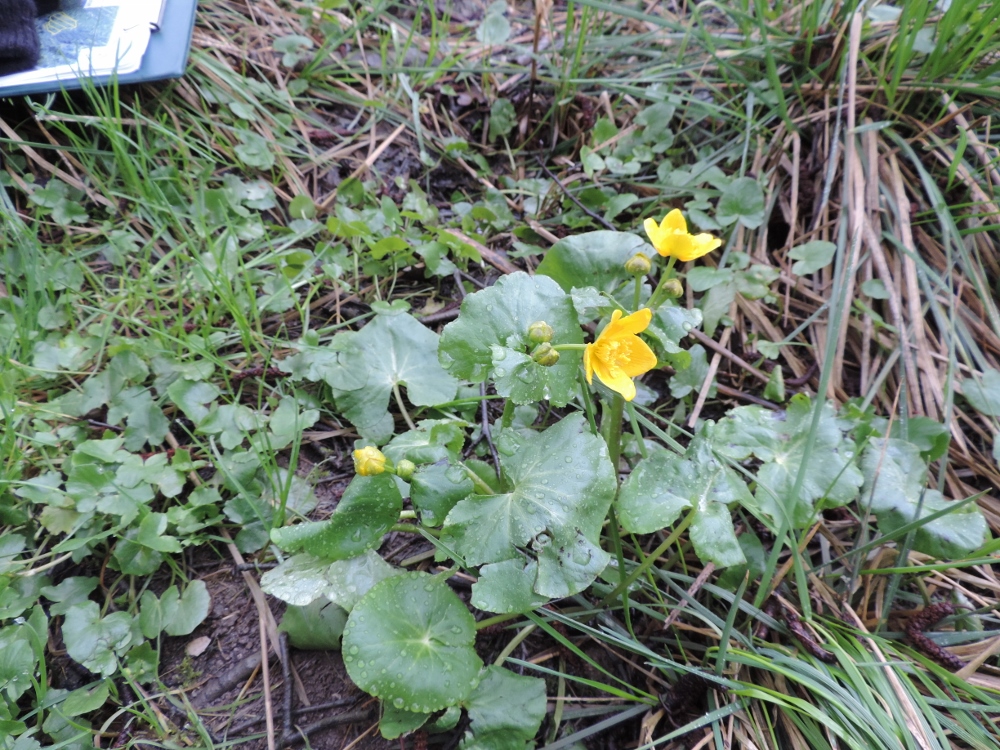 Annexe DSCN6684 (1000x750).jpg