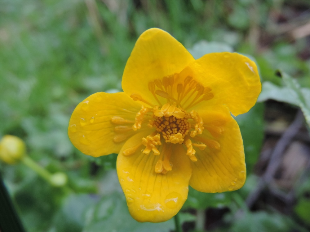 Annexe DSCN6688 (1000x750).jpg