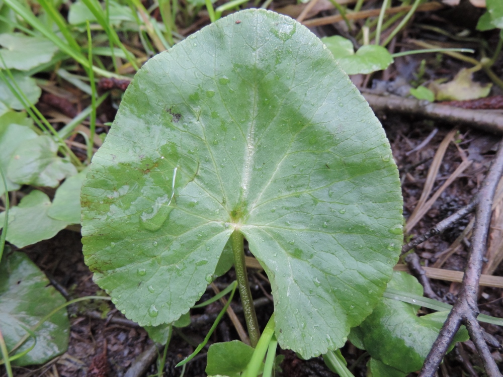 Annexe DSCN6692 (1000x750).jpg