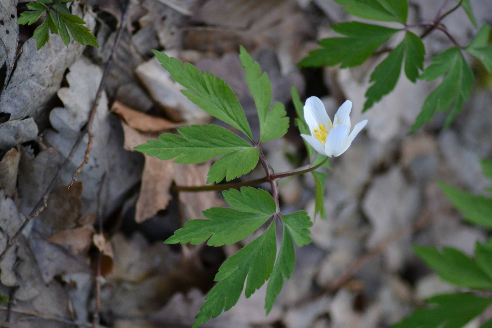 Annexe Plante0001.jpg