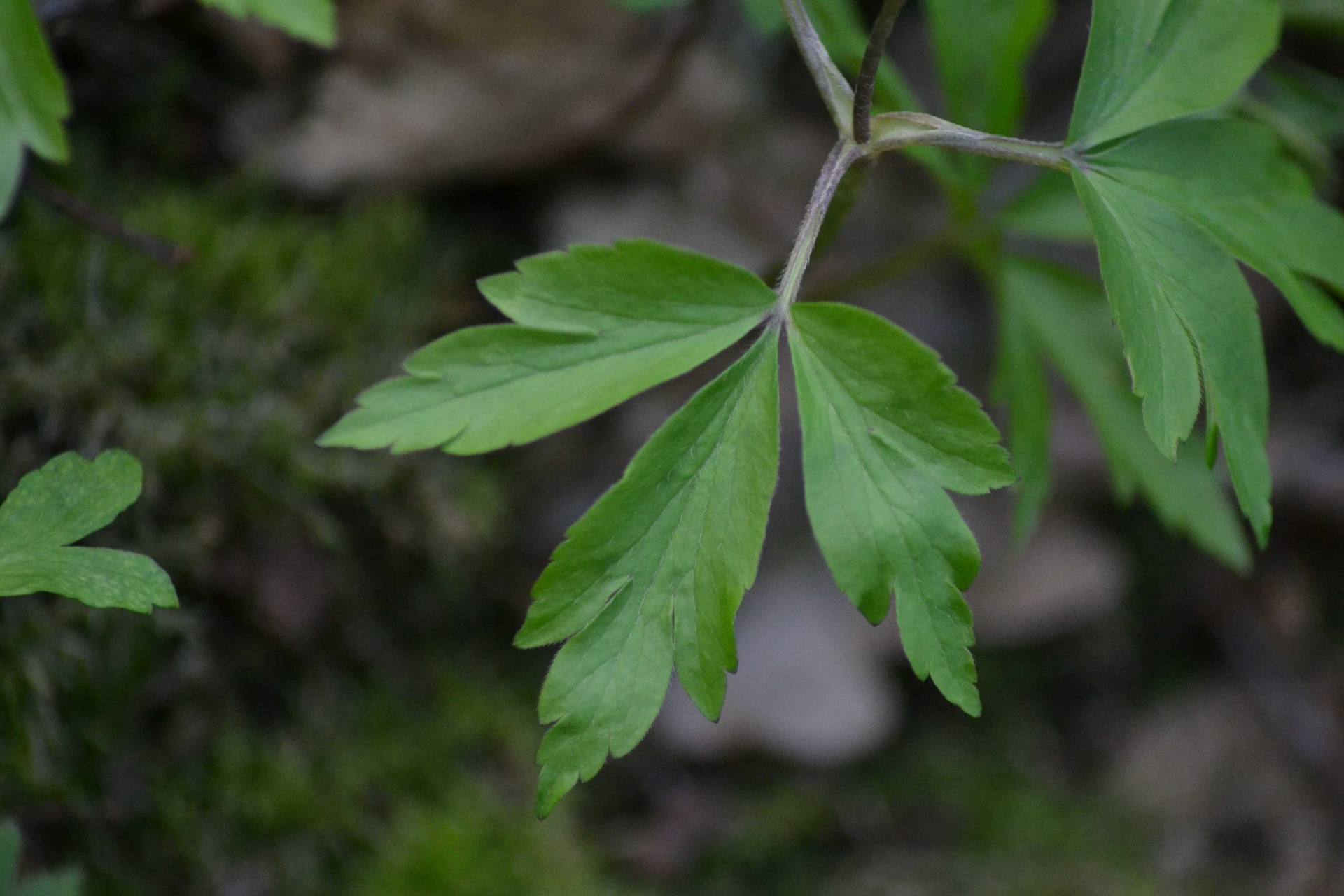 Annexe Plante0004.jpg