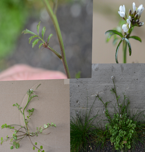 Annexe PM_PS_2018_PLANTE_001.jpg