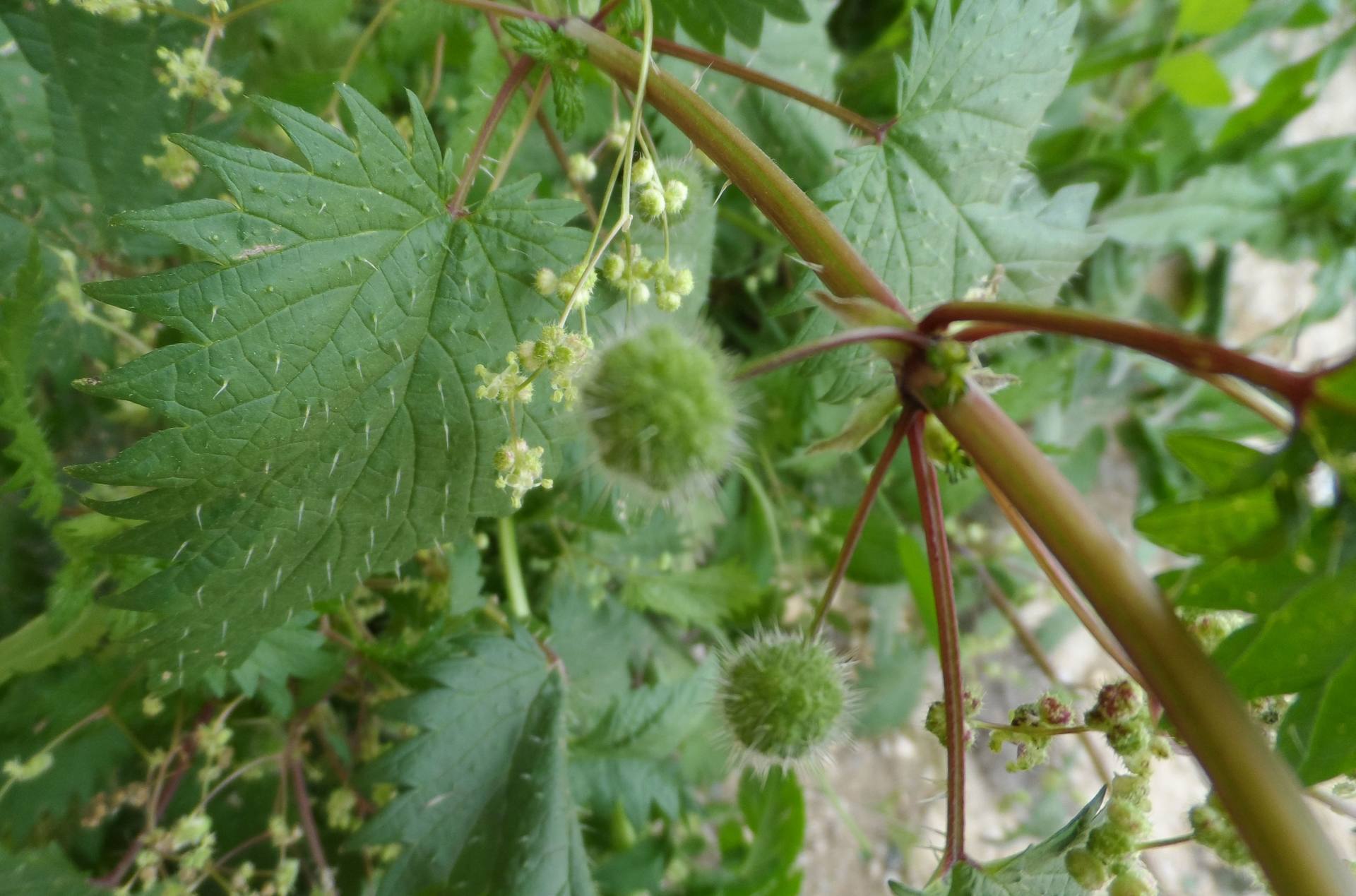 Annexe Ortie à pilules (1).jpg