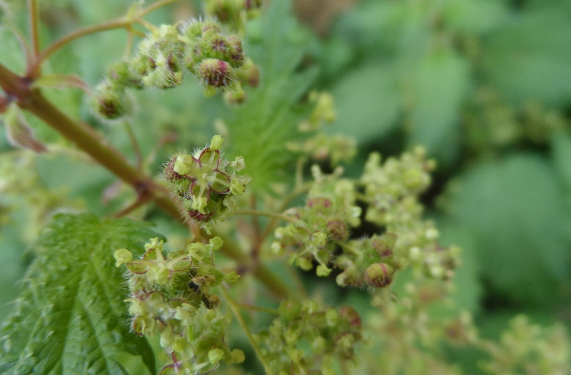 Annexe Ortie à pilules 3.jpg