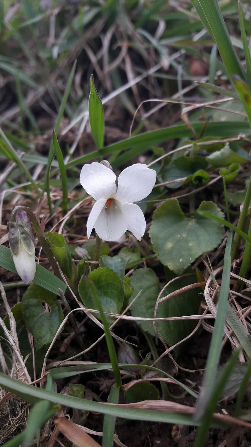 Annexe Viola alba.jpg