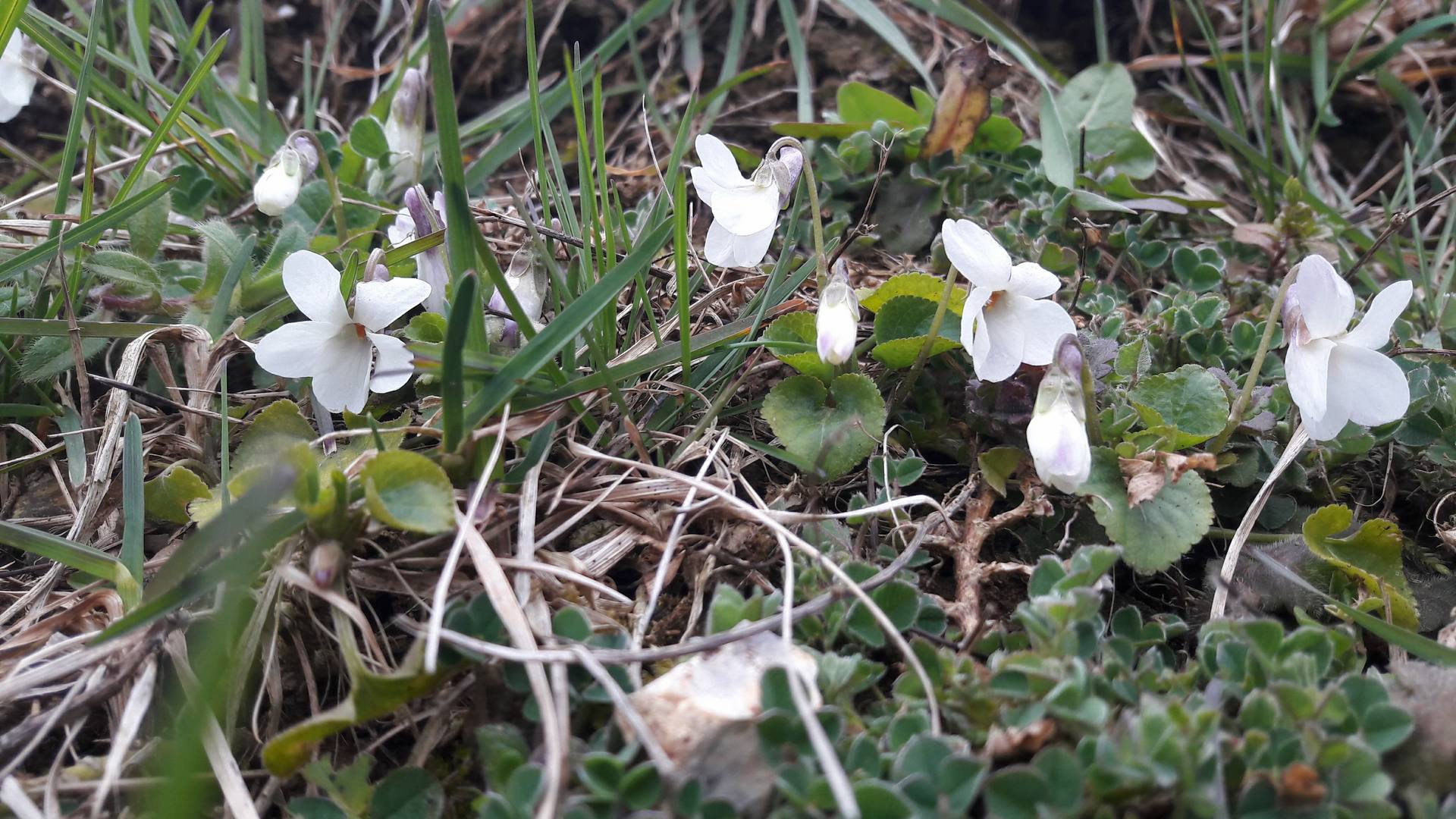 Annexe Viola alba_tapis.jpg