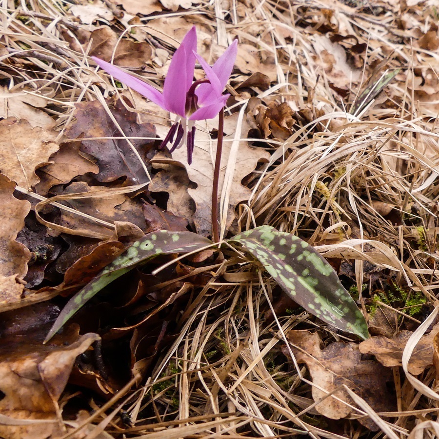 Annexe P1040699-2 - Copie.jpg