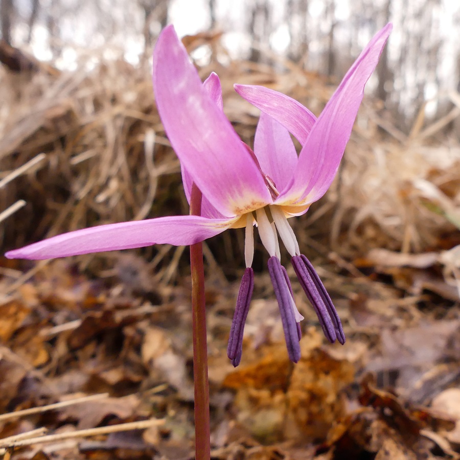 Annexe P1040705-2 - Copie.jpg