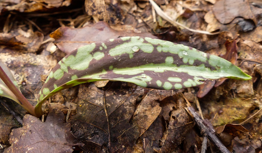 Annexe P1040706-2 - Copie.jpg