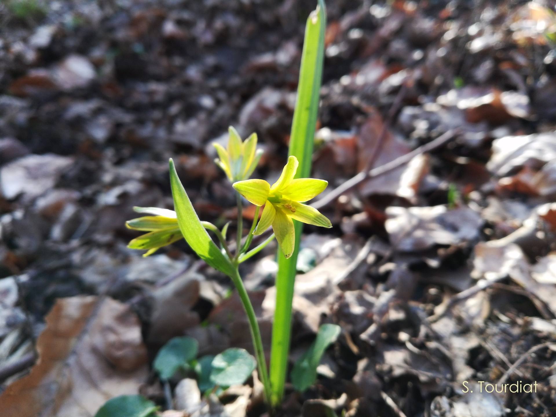 Annexe Gagée jaune 02.jpg