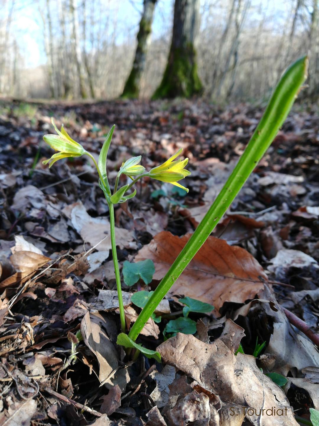 Annexe Gagée jaune 04.jpg