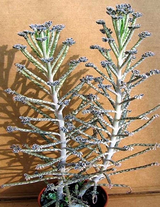 Annexe Kalanchoe tubiflora.jpg