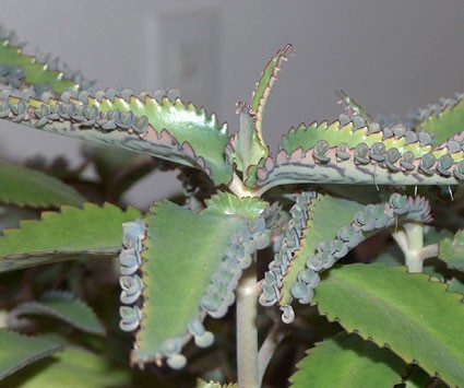 Annexe Kalanchoe_daigremontiana5-max-500.jpg