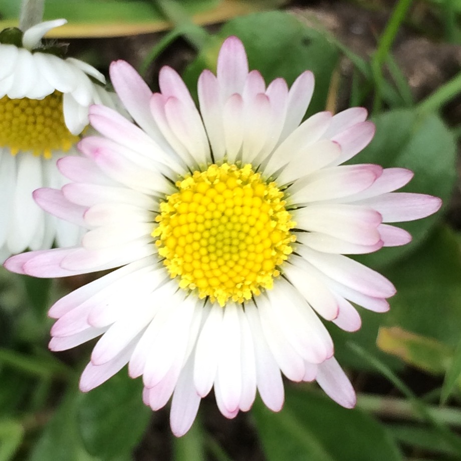 Annexe FullSizeRender.jpg