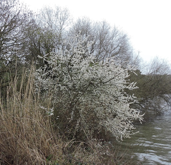 Annexe Pied dAubépine.jpg