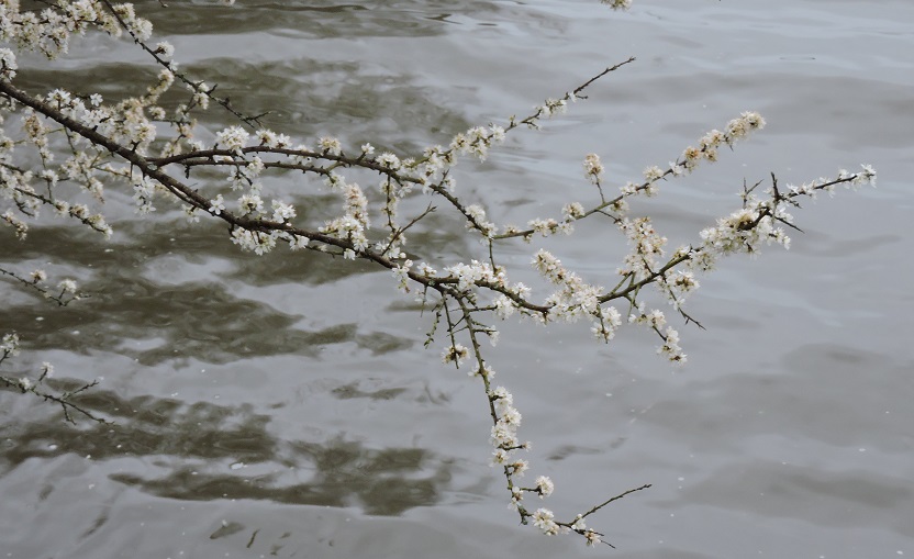 Annexe branche fleurie 2.jpg