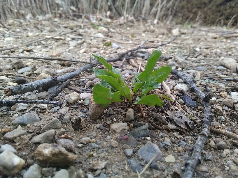 Annexe IMG_20180329_120734.jpg