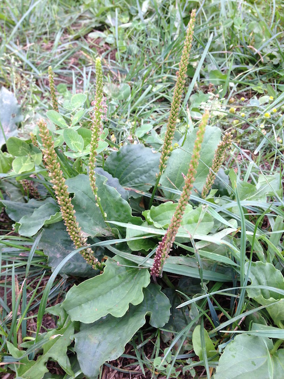 Annexe Plantain - copie.jpg