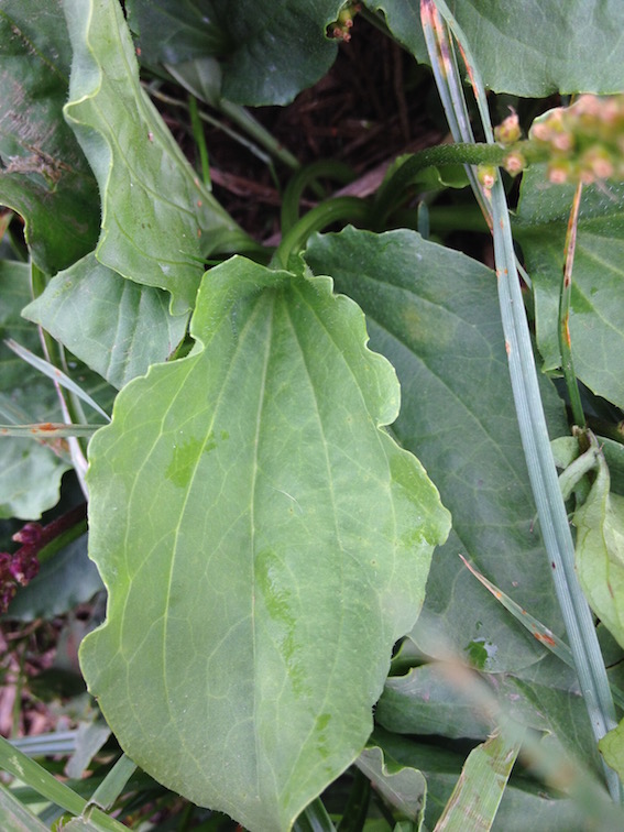 Annexe Plantain2 - copie.jpg