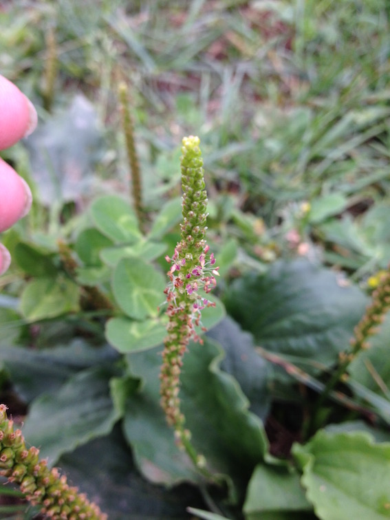 Annexe Plantain3 - copie.jpg