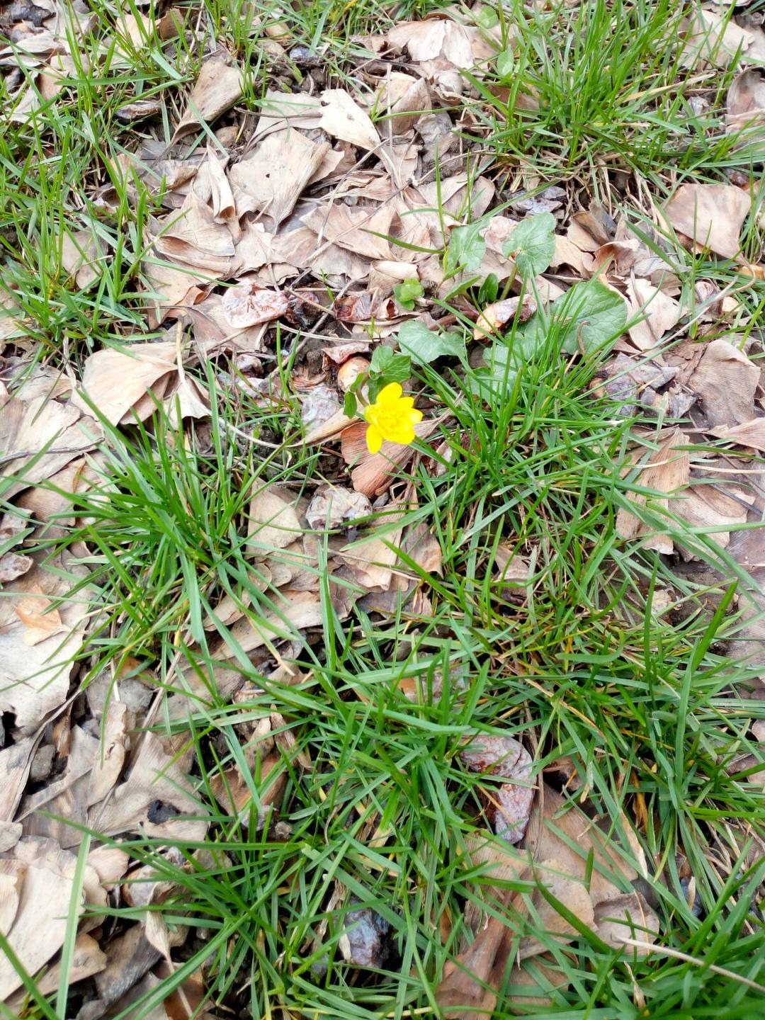 Annexe IMG-20180329-WA0002.jpg