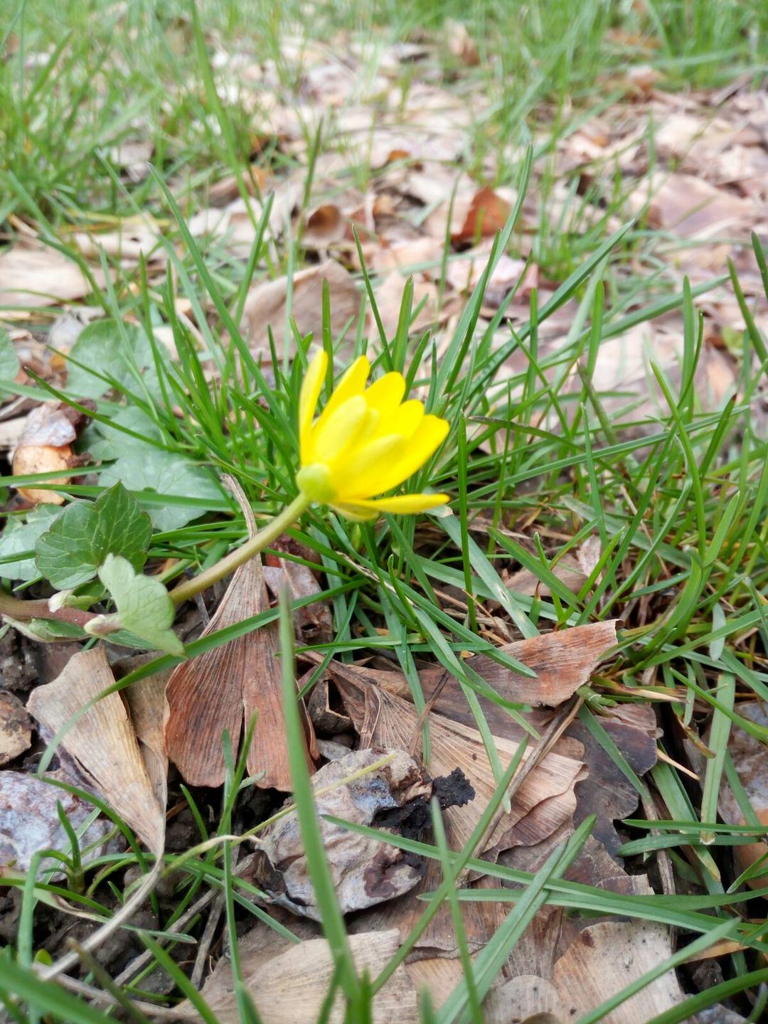 Annexe IMG-20180329-WA0004.jpg