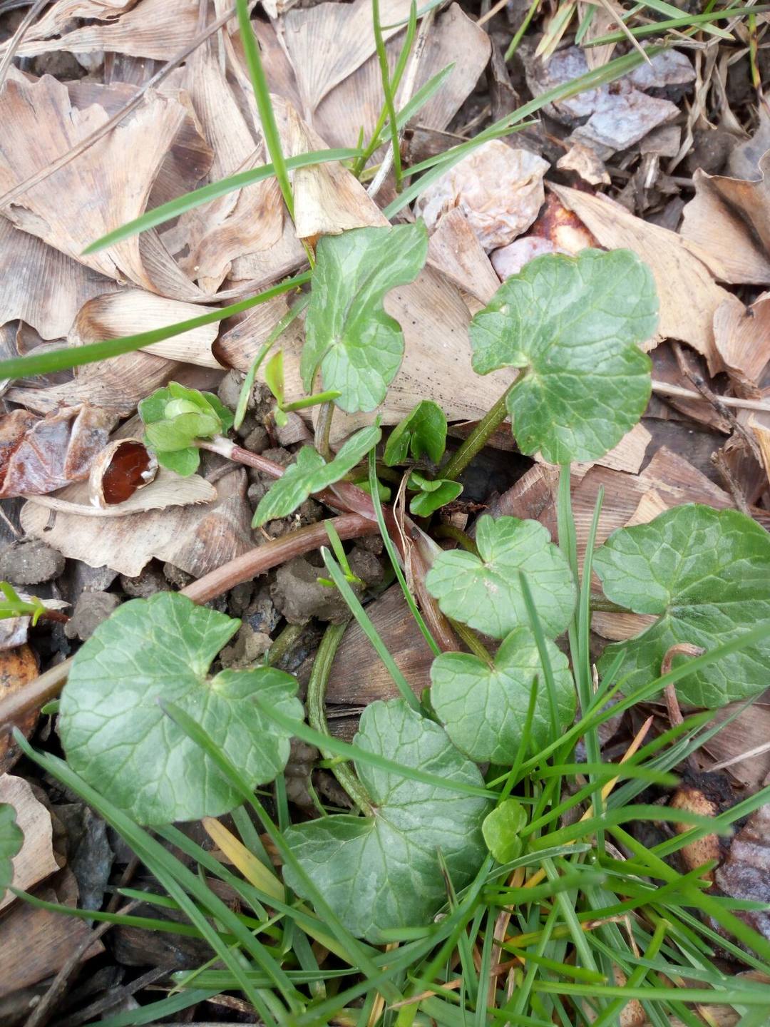 Annexe IMG-20180329-WA0005.jpg