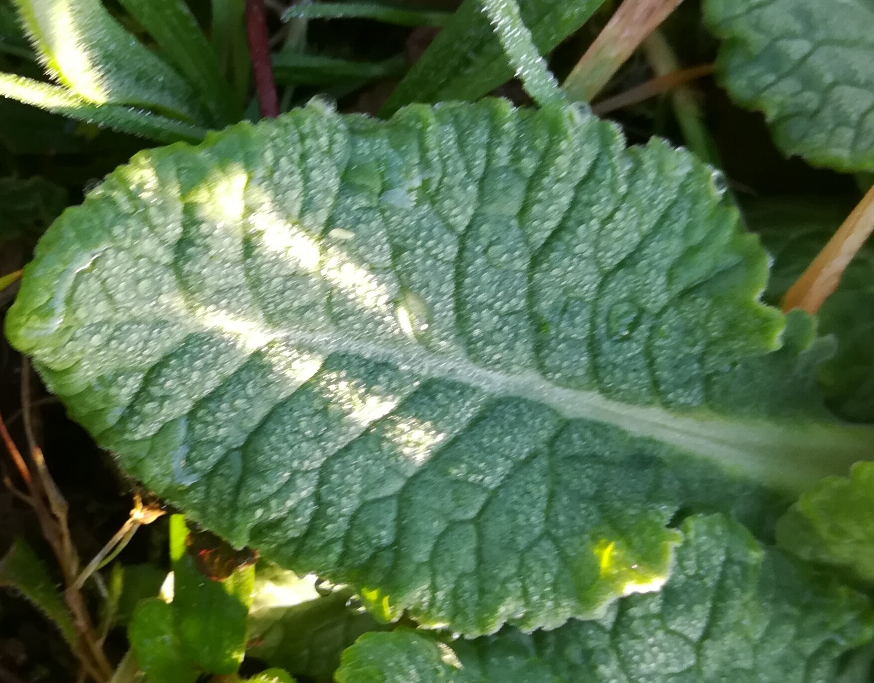 Annexe IMG_20180330_115346.jpg