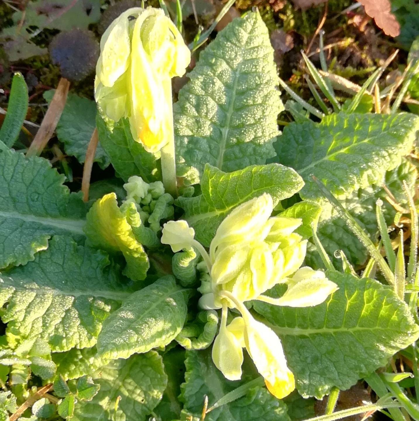 Annexe IMG_20180330_115511.jpg