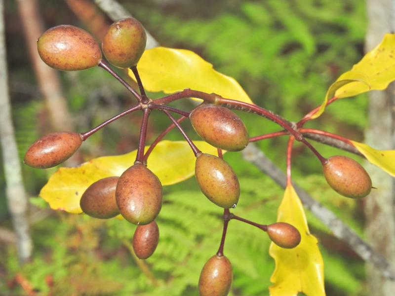 Annexe DSCN2913_01.JPG