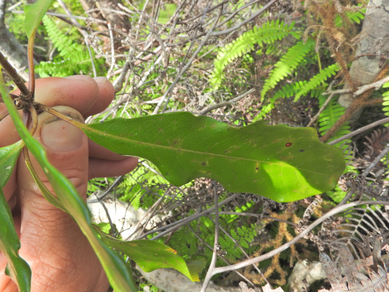 Annexe DSCN2920_01.JPG