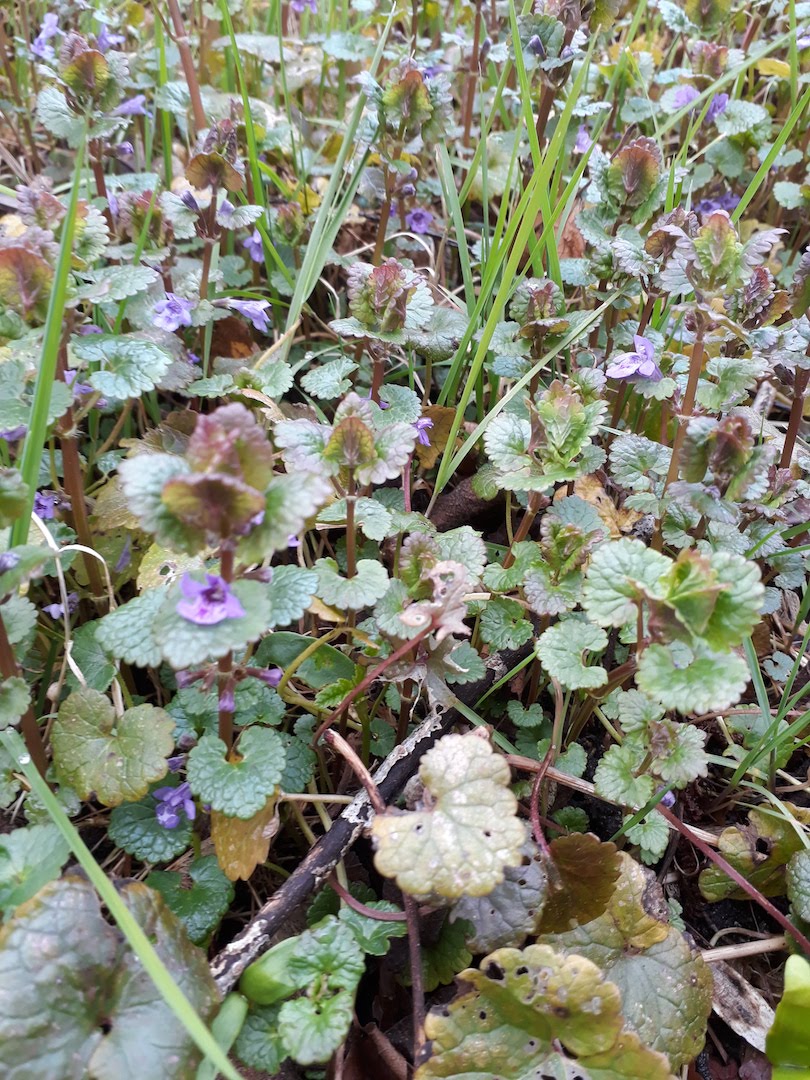 Annexe 20180329_174950.jpg